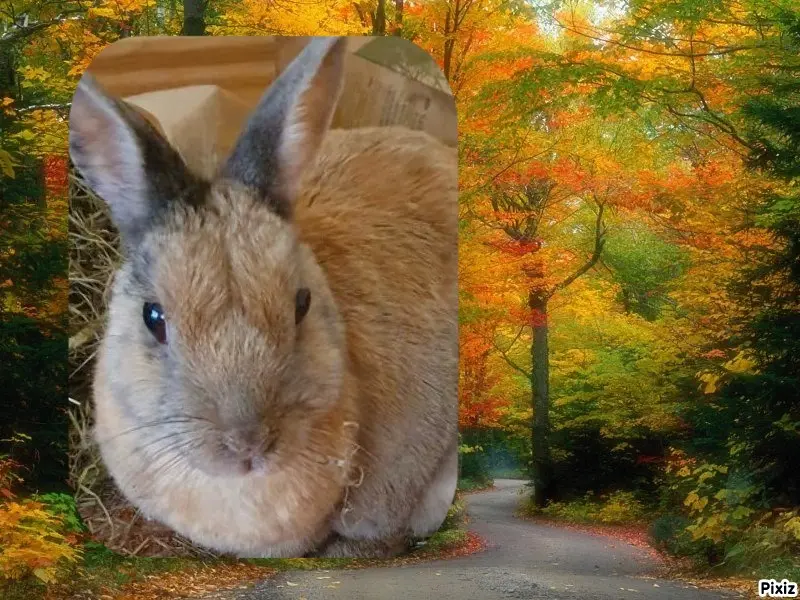 Condolence image of Tanja mit Timmy im Herzen