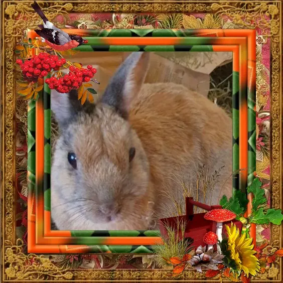 Condolence image of Post von Bunny ♥️