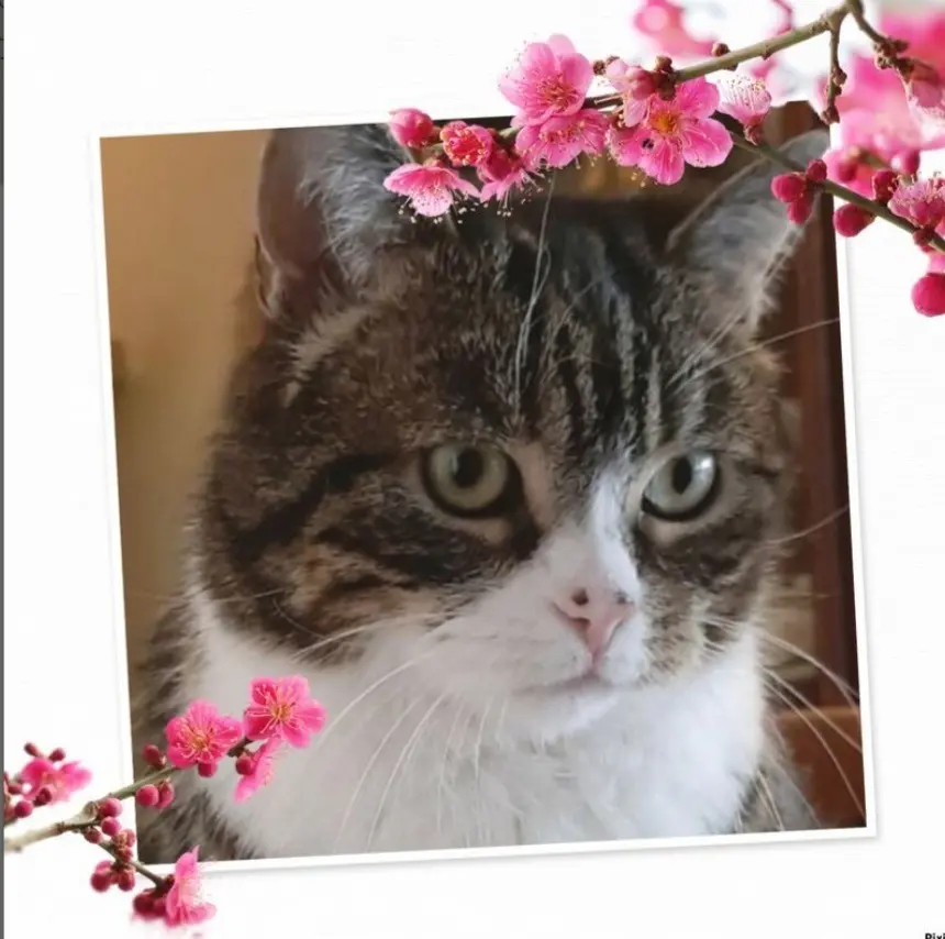 Condolence image of Andrea mit Mausi im Herzen