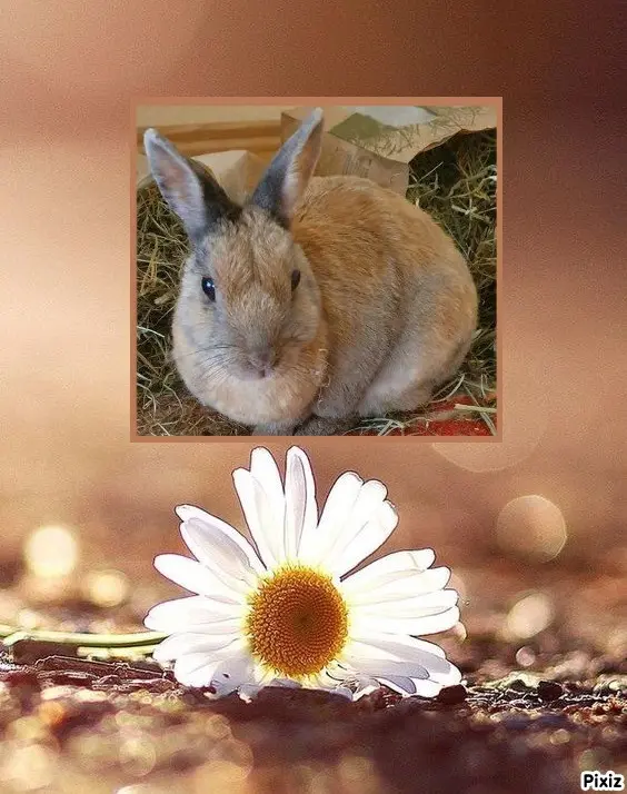 Condolence image of Tanja mit Timmy im Herzen