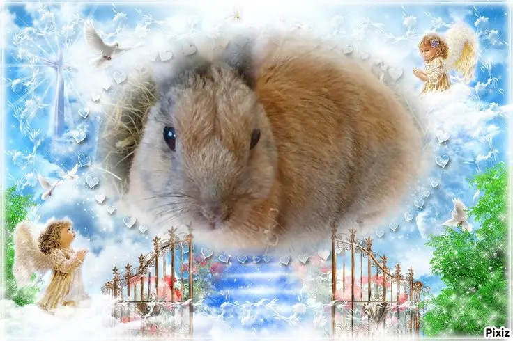 Condolence image of Tanja mit Timmy im Herzen