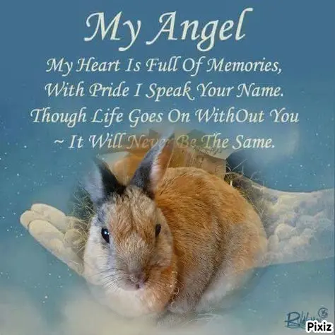 Condolence image of Tanja mit Timmy im Herzen