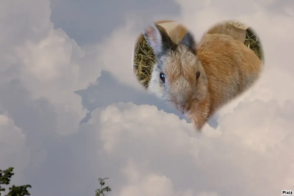 Condolence image of Himmelspost von Bunny an Mami Patricia ❤