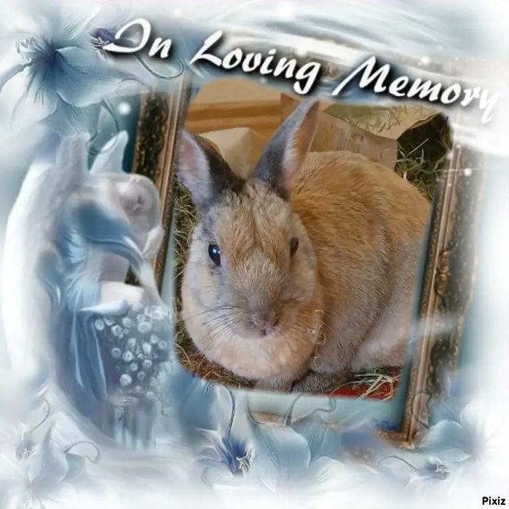Condolence image of Tanja mit Timmy im Herzen