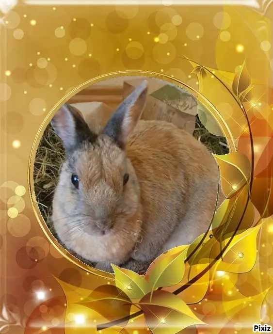 Condolence image of Tanja mit Timmy im Herzen