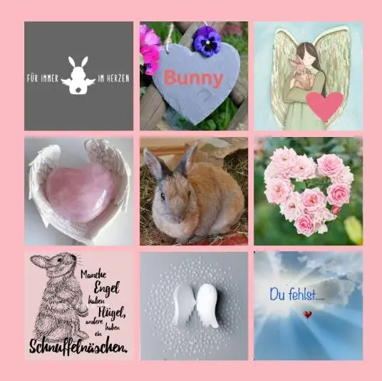Condolence image of Rosen für Bunny zum 2. Sternchengeburtstag