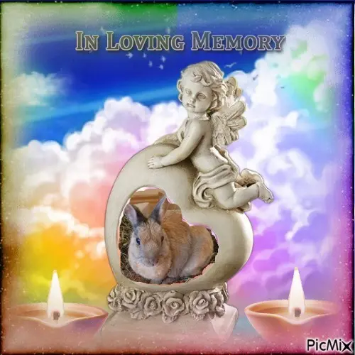 Condolence image of 2.Sternchen❤️Gedenktag❤️❤️