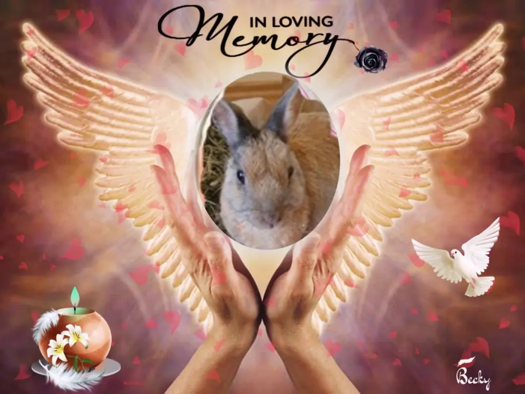 Condolence image of 2.Sternchen❤️Gedenktag❤️❤️