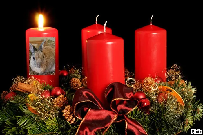 Condolence image of Tanja mit Timmy im Herzen