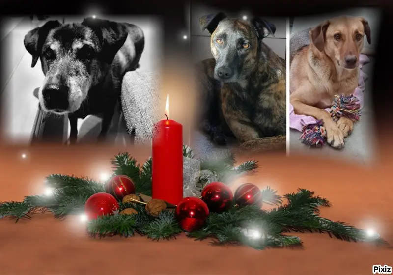 Condolence image of Gabi mit Max ❣️