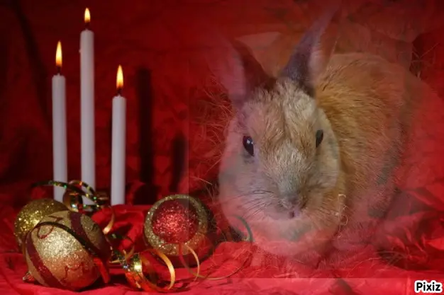Condolence image of Tanja mit Timmy im Herzen