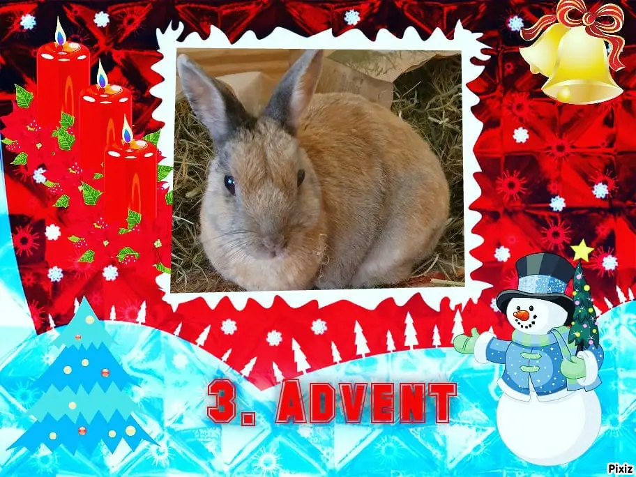 Condolence image of Tanja mit Timmy im Herzen