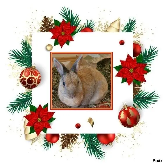 Condolence image of Tanja mit Timmy im Herzen