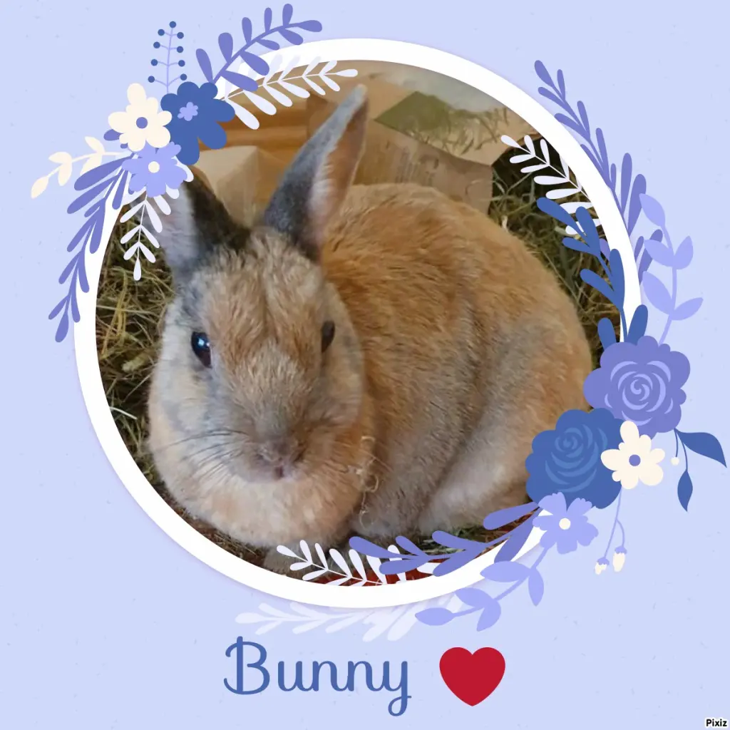 Condolence image of Tanja mit Timmy im Herzen