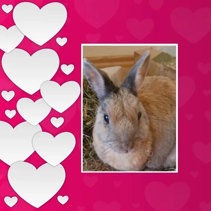 Condolence image of Post für Bunny ♥️