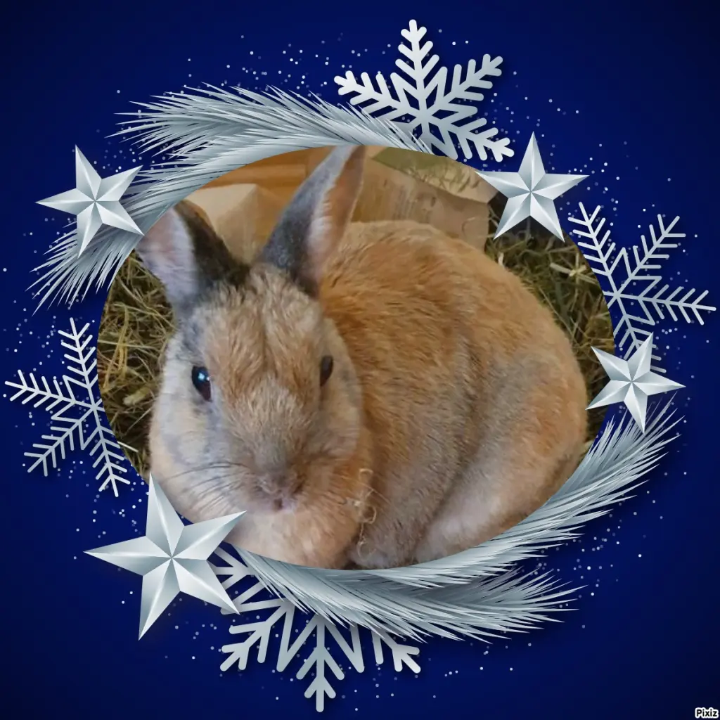 Condolence image of Tanja mit Timmy im Herzen