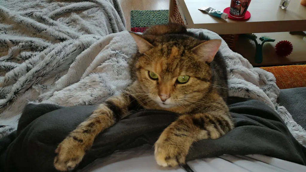 Condolence image of für Bunny Maus ❤️