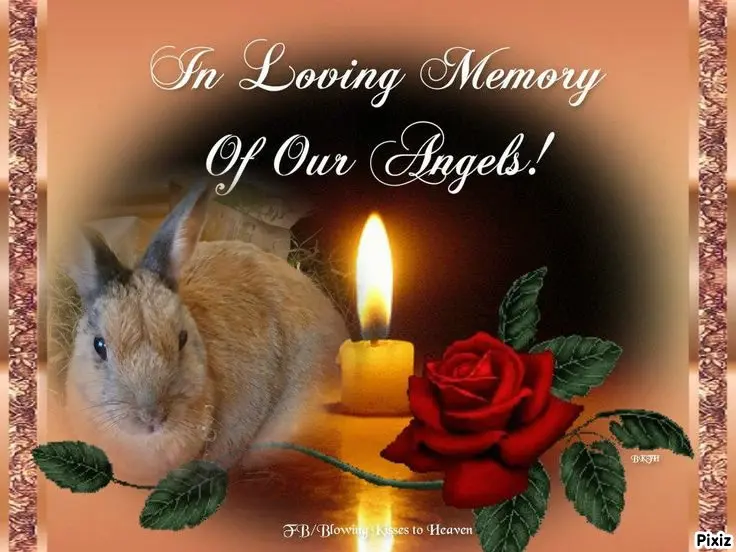 Condolence image of Tanja mit Timmy im Herzen