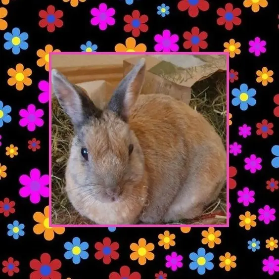 Condolence image of Für Bunny ♥️