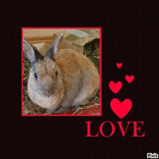 Condolence image of Tanja mit Timmy im Herzen