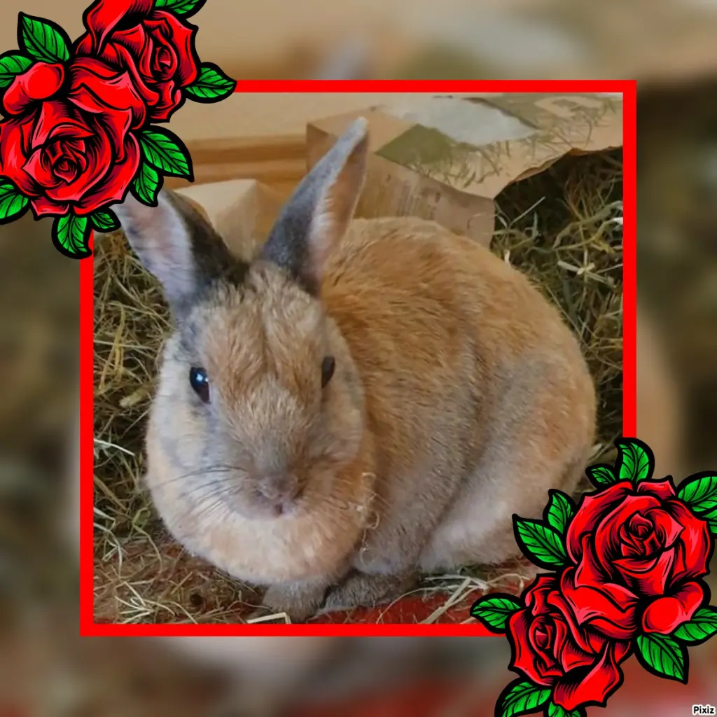 Condolence image of Tanja mit Timmy im Herzen