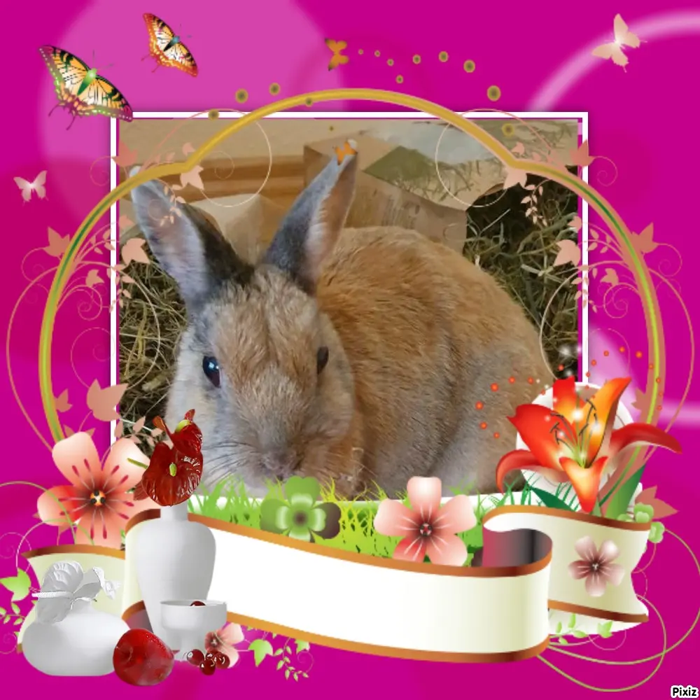 Condolence image of Tanja mit Timmy im Herzen
