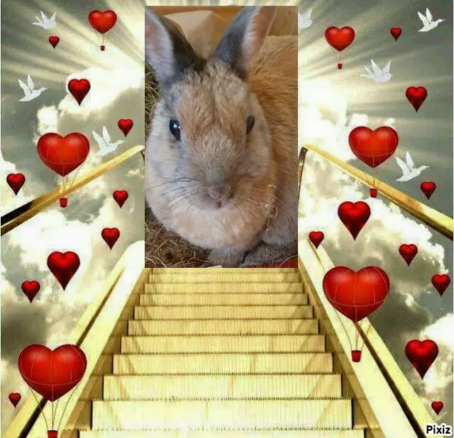 Condolence image of Tanja mit Timmy im Herzen
