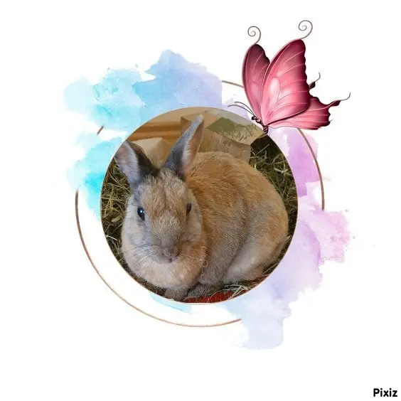 Condolence image of Tanja mit Timmy im Herzen