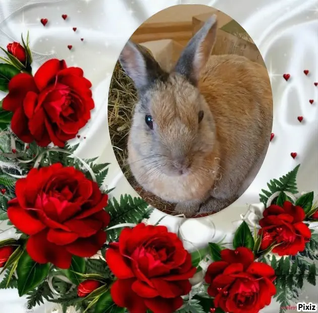 Condolence image of Tanja mit Timmy im Herzen 