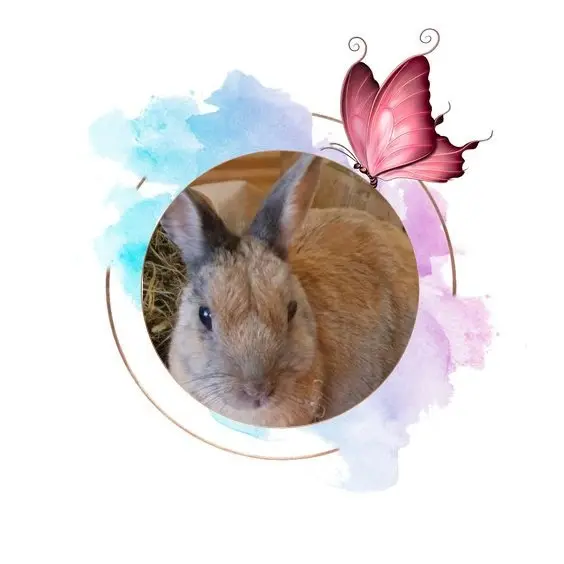 Condolence image of Post von Bunny ♥️