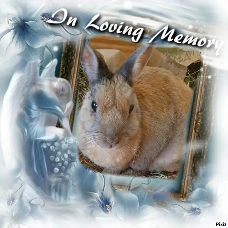 Condolence image of Tanja mit Timmy im Herzen