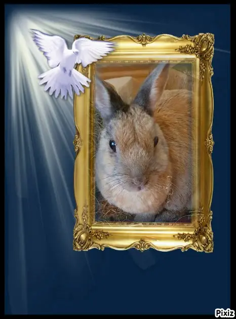 Condolence image of Tanja mit Timmy im Herzen