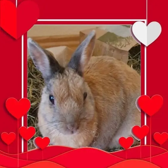 Condolence image of Für Bunny ♥️♥️♥️