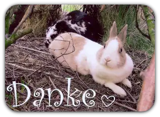 Condolence image of Katrin und Katzi im ❤️