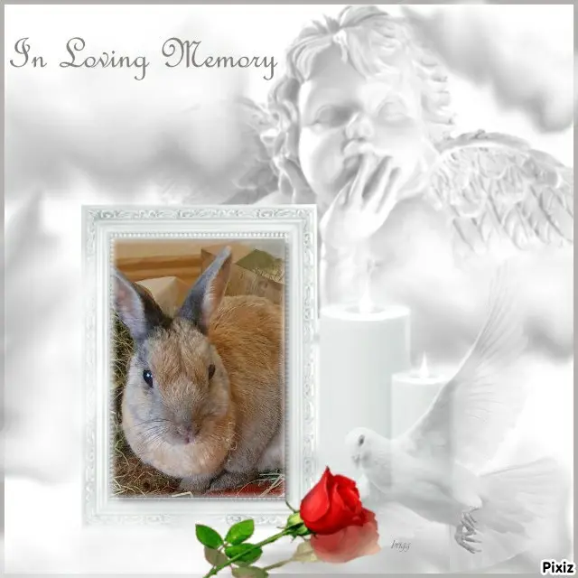 Condolence image of Tanja mit Timmy im Herzen
