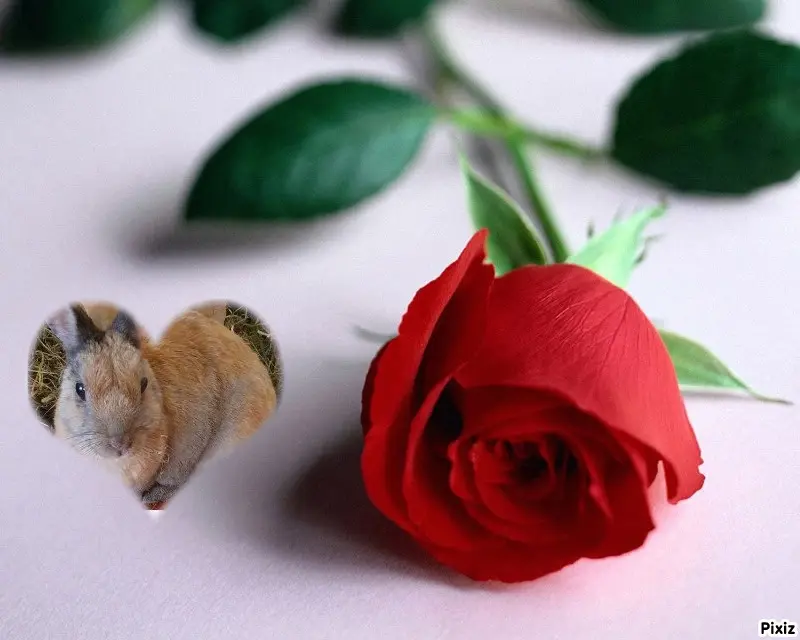Condolence image of Gabi mit Max ❣️