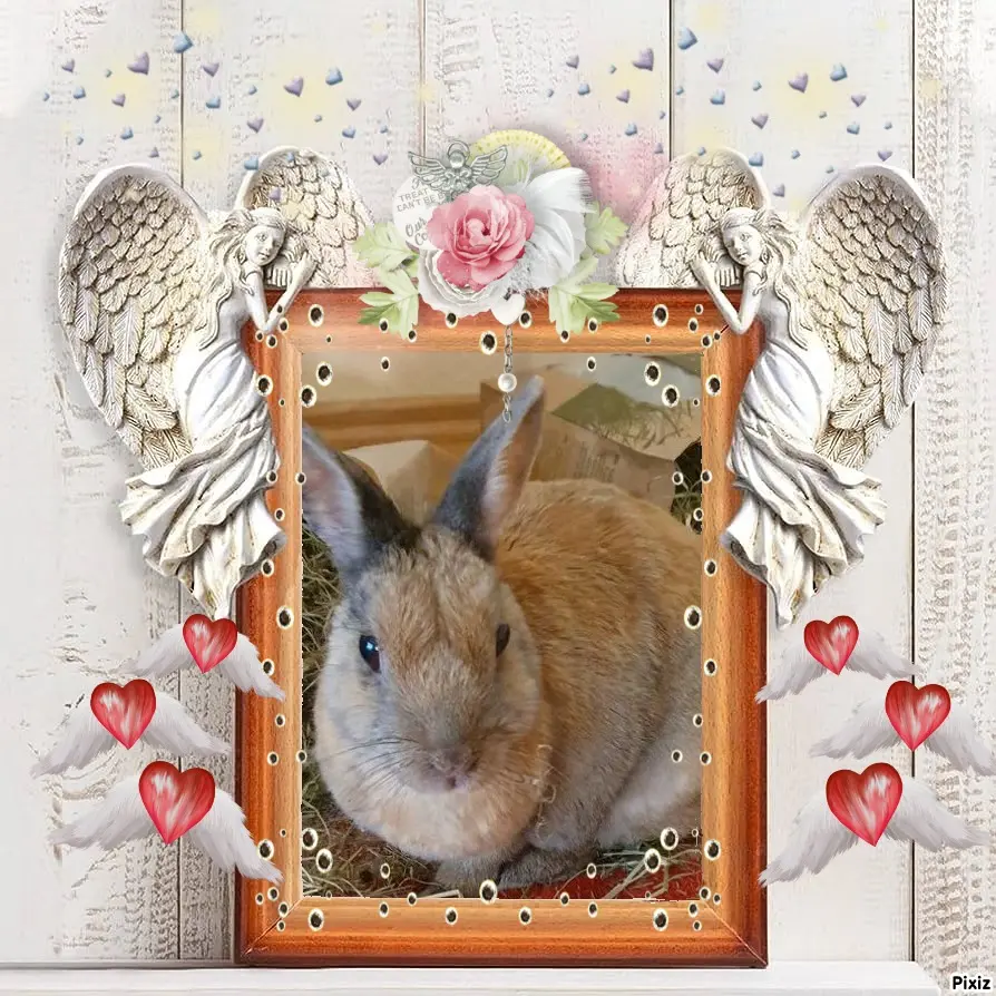 Condolence image of Tanja mit Timmy im Herzen