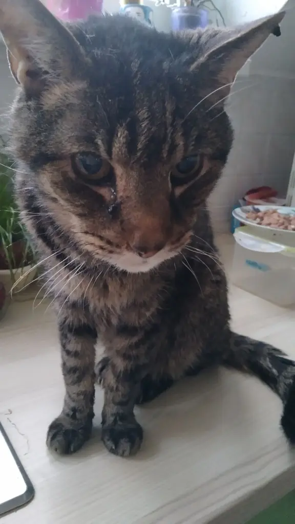Condolence image of Mandy mit Pischo ganz tief im Herzen