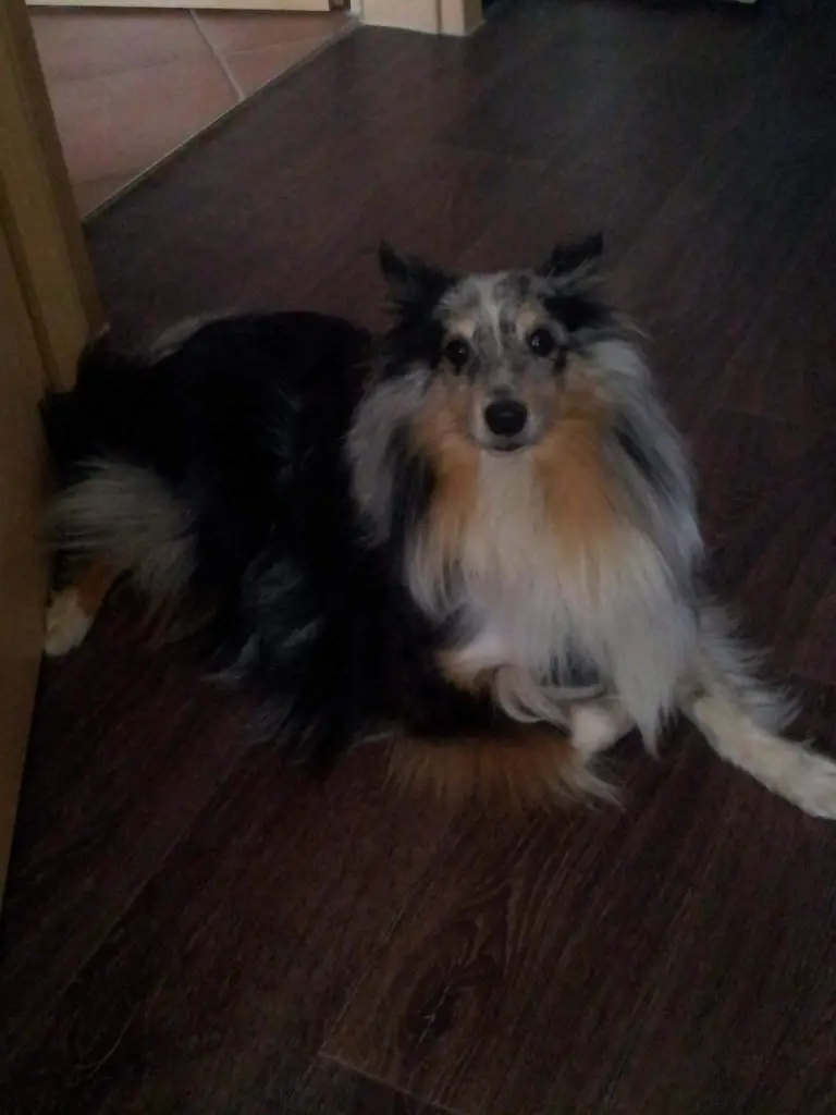 Image from Shadow