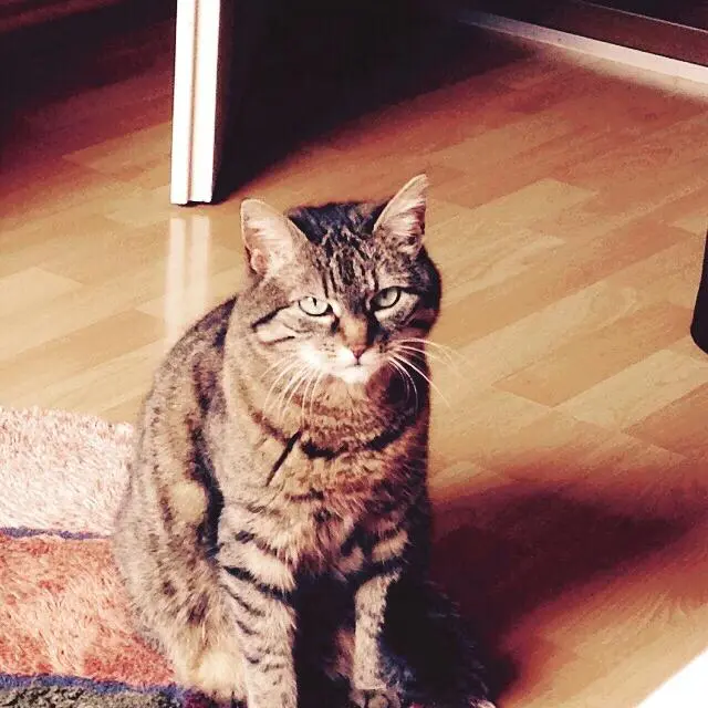 Image from Molli