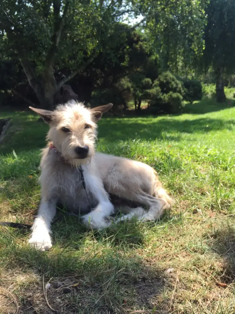 Andachtsbild von Unbekannt