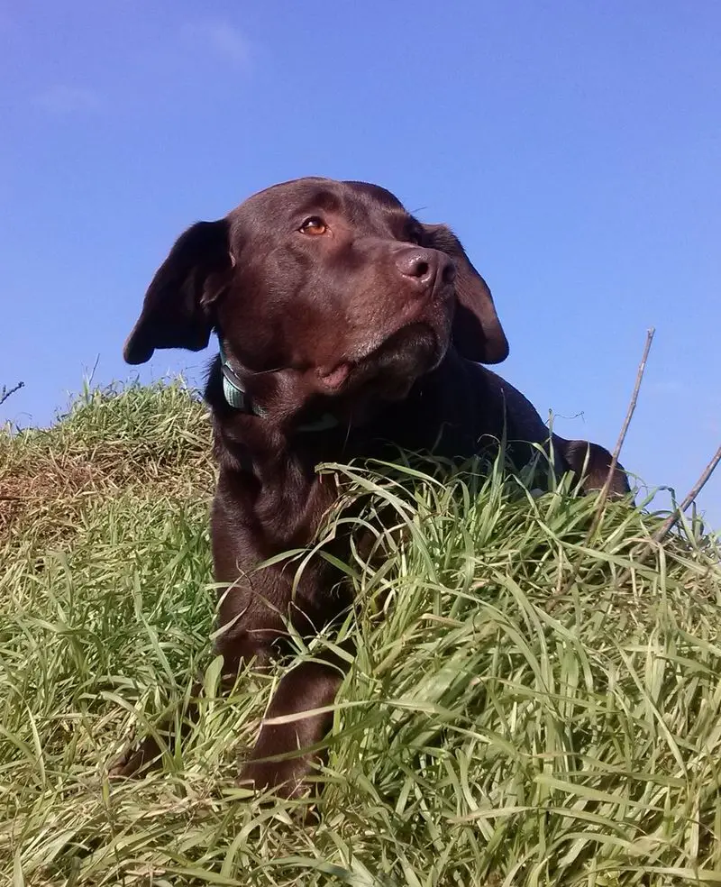 Andachtsbild von Silvana