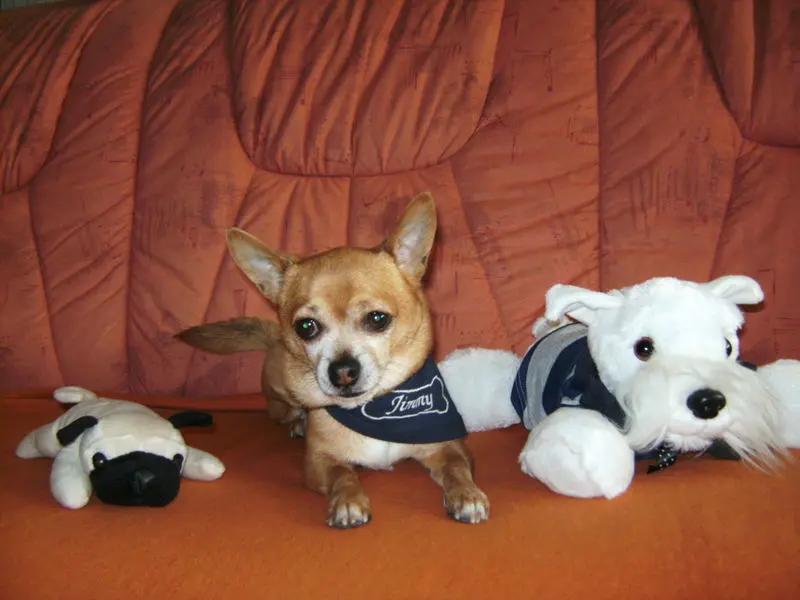 Condolence image of Irene mit Seelenhund *Jimmy * tief im Herzen