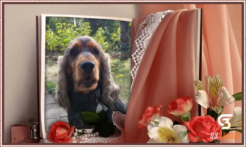 Condolence image of Sternchenpost ⭐