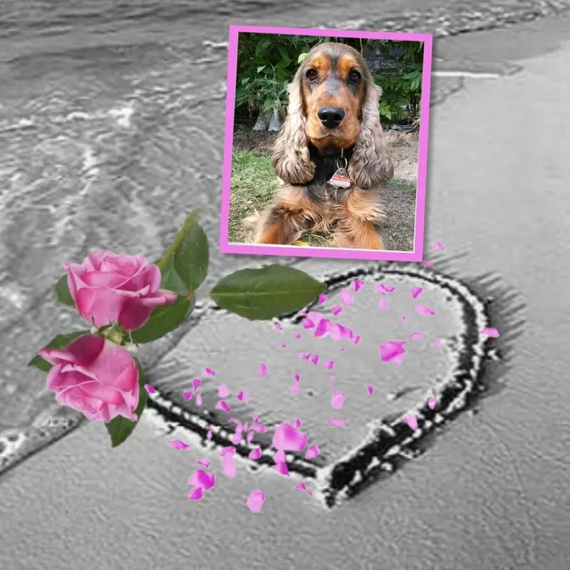 Condolence image of ❤️❤️❤️❤️❤️❤️❤️❤️❤️❤️❤️❤️❤️❤️