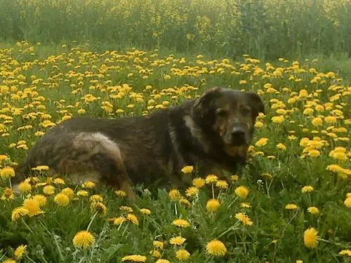 Image from Chicolino