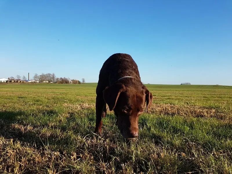 Andachtsbild von Silvana