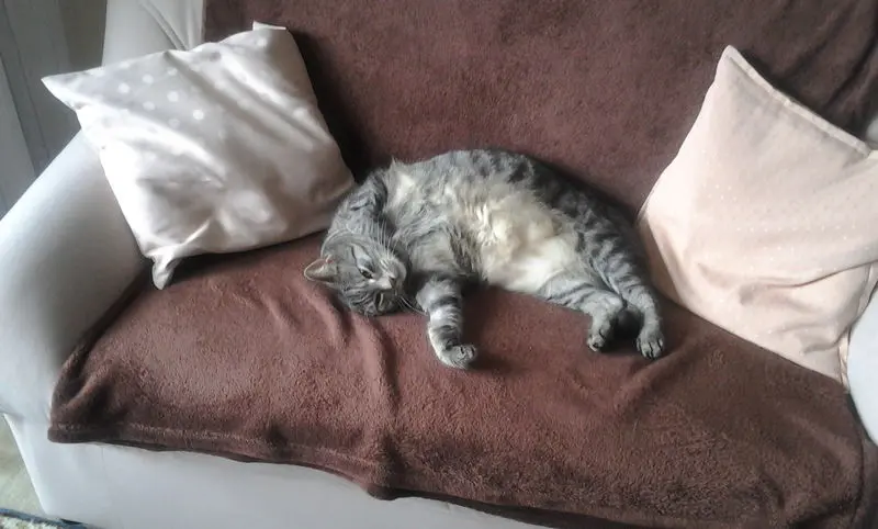 Andachtsbild von Silvia mit Gatita tief im Herzen, gest. 30.10.2020