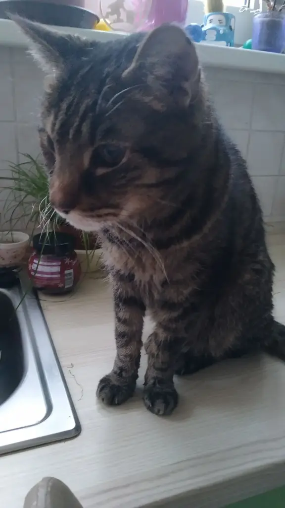 Andachtsbild von Mandy mit Pischo ganz tief im Herzen