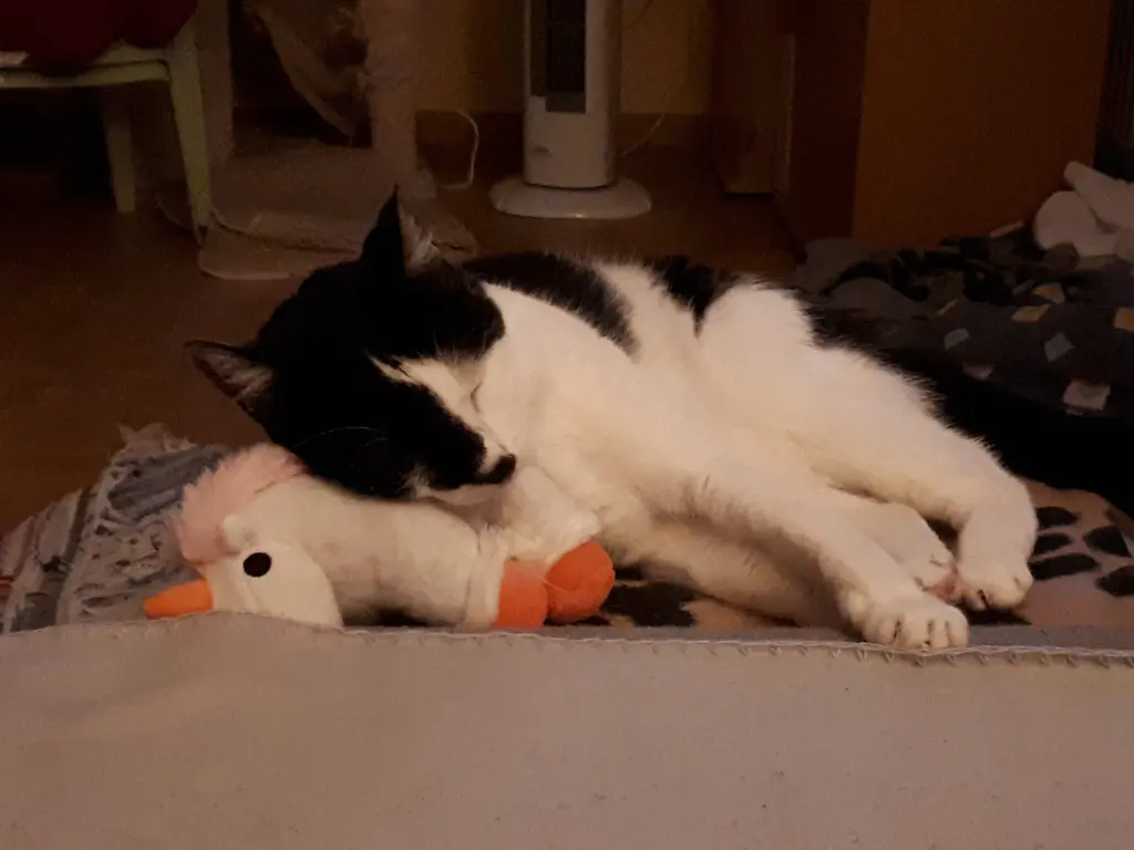 Bild von Maya